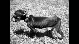 Brak Yaletown - Skinny Puppy