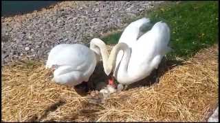 swans nesting 2015