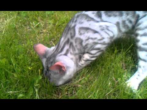 My silver Bengal Kitten, "Dexter Morgan", playing in the garden