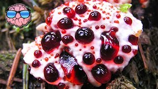 Top 10 MOST DEADLY MUSHROOMS IN THE WORLD