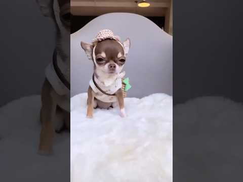 Planet Puppy featuring • fuzi1228_kiku630 #chihuahua #puppies #puppy #shorts