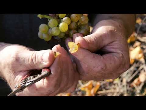 Die Rieden von Spitz an der Donau