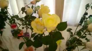 SchoolFreeware Science Video 16 - Changing Rose Colors For Special Occasions - Mother's Day