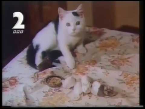 Red Dwarf VI continuity