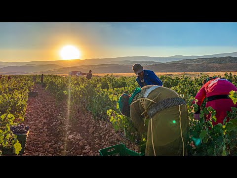 DEIR EL AHMAR Village: Generous People, Warm Welcoming, Delicious Food and the Lady of Bechwet