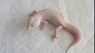Diablo Blanco (Blizzard RAPTOR) Leopard gecko &quot;Zakharov Reptiles&quot;