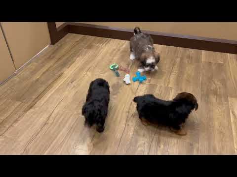 Shihpoo - 4796 video preview