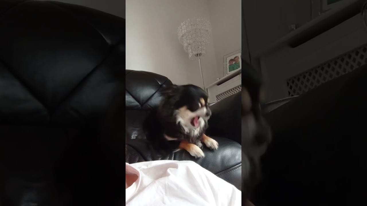 YouTube video preview
