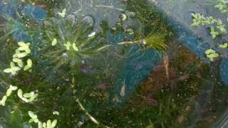 Download lagu My Babies Guppy mp3 Download lagu My Babies Guppy mp3