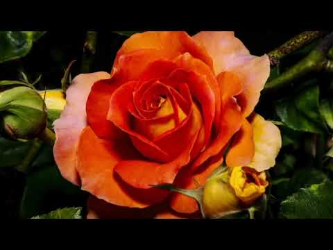 Opwekking 672 Heerser over alle dingen