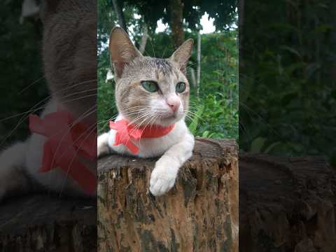 The wow cat | 😸😼😼| Very beautiful cat | #shorts #shortsvideo #viral