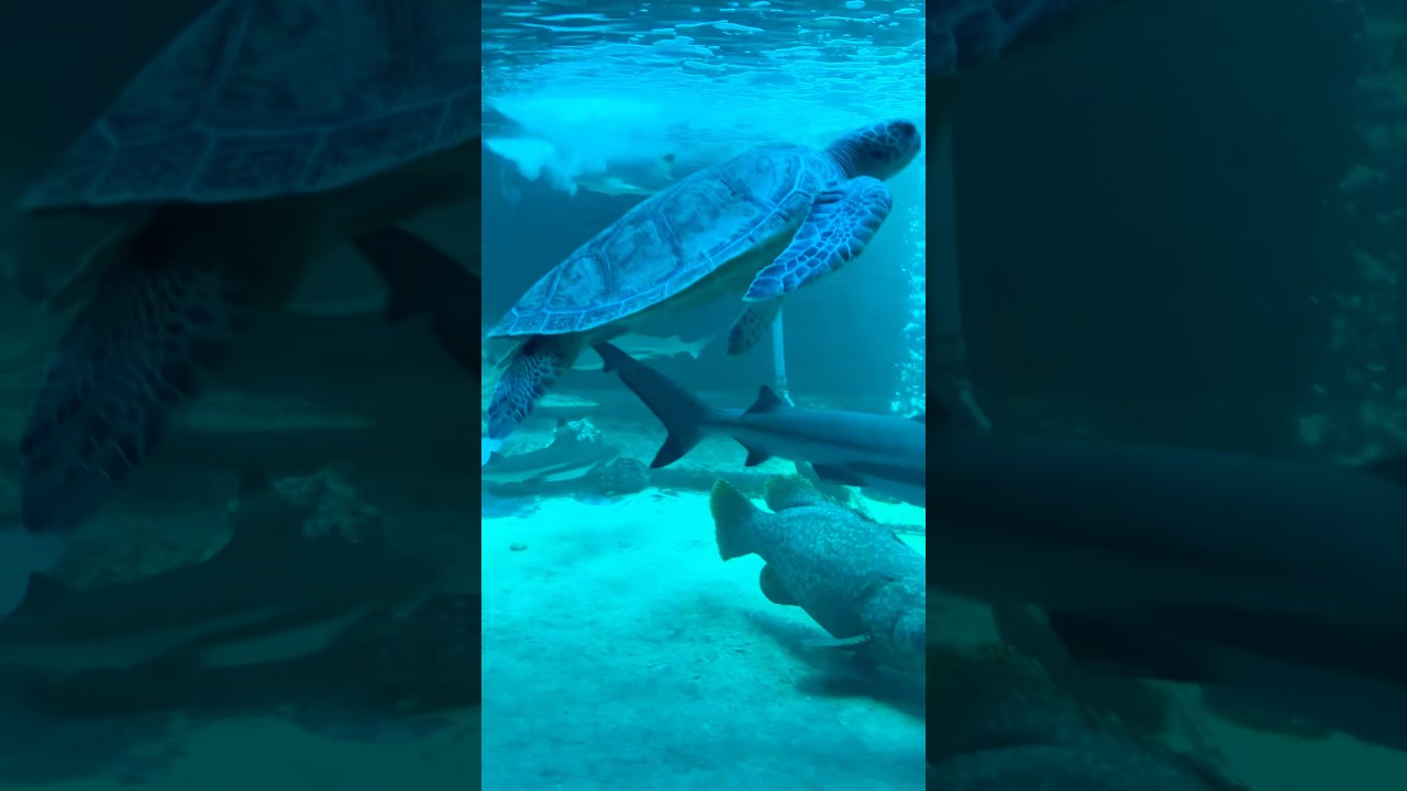 YouTube Short thumbnail