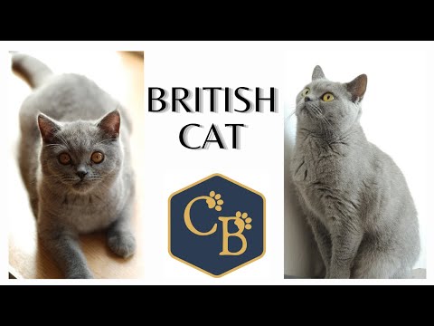 British Cat 😻 (Shorthair and Longhair)
