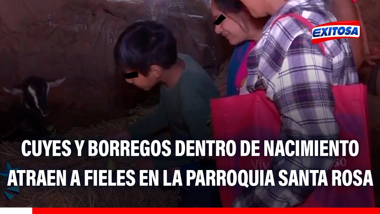 🔴🔵 Cuyes y borregos dentro de nacimiento atraen a fieles en la parroquia Santa Rosa del Callao