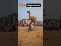 Camel Nagin Dance Nagindance Chunni M Chunni M Parfum Lagav Chunni M Camel Camel