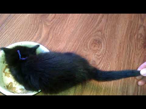 Кормление котят Мейн кунов возраст 4 недели. Feeding Maine Coon kittens age 4 weeks