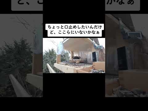 シッタ・プシラ