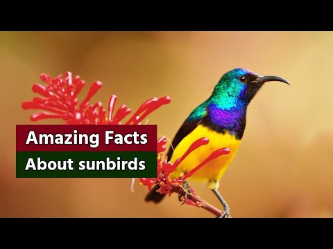 Amazing facts about Sunbird | sunbirds facts | Birds lover