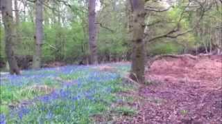 Wholesome Day - Bluebell woods