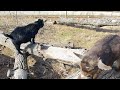 Young Pygmy Goat Does Playing