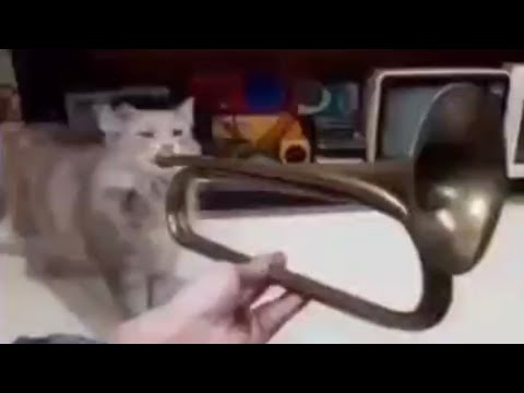Roddy Ricch cat on trumpet full!  Goes hard (EARRAPE)