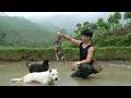 Catching Wild Frogs After The Rain To Make A Traditional Vietnamese Dish