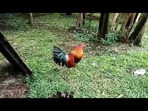 6 months old Col Givens hatch