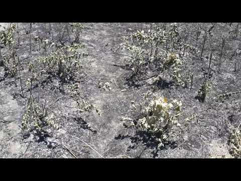 11 iulie 2020 - Un piroman din satul Ciutura jud.Dolj