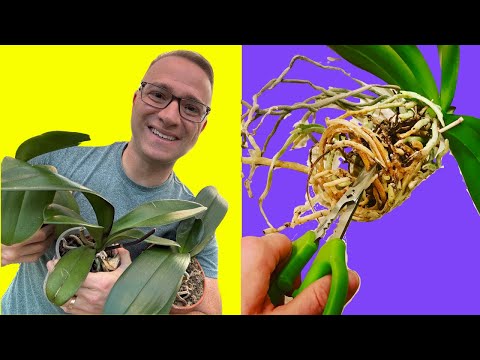 How to Repot An Orchid:  Step by Step Guide and a few SECRETS!