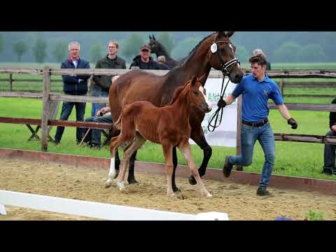 Stutfohlen von Bon Vivaldi X Hotline