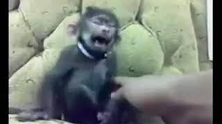 Download lagu Video ngakak monyet mp3