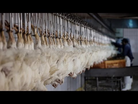 Tierleid vom Fließband | Teil 2