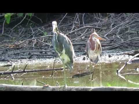 White Ibis & Juveniles & Tri Colored Heron with Its Chick Sea Pines Hilton Head Island, SC