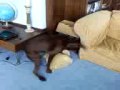 Dog Humps Pillow