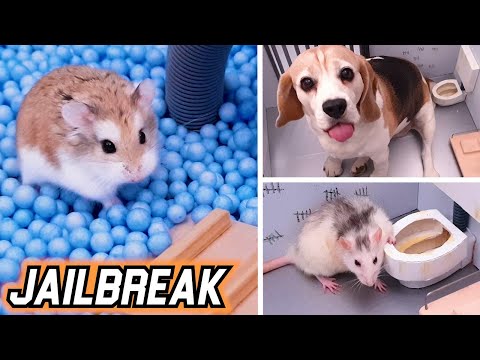 JAILBREAK with TRAPS - HAMSTER 🐹 / DOG 🐶 / RAT 🐭