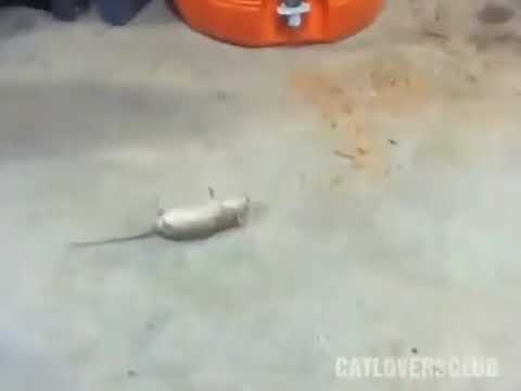 Clever mouse🐭 to escape from  cat 😼