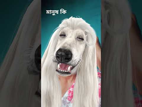 funny dog 🐕 #shorts #short #shortsvideo #shortsfeed #funny #trending #reels #youtubesubscription