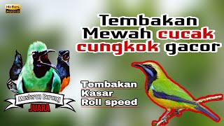 Download lagu Masteran Murai batu Cucak ijo Kacer | cucak cungkok gacor full isian istimewa mp3