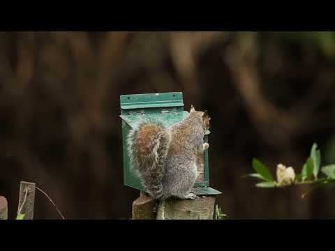 Our Large Capacity Squirrel Feeder is the perfect feeding station for hungry squirrels. It holds up to 1.4kg of nuts and seeds and the flip top keeps food dry but allows access for squirrels while birds cannot take the food. Suitable for feeding squirrels mixed seeds peanuts or our specially prepared and calcium enriched squirrels foods.