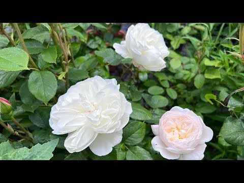 English Rose Garden - End of May Garden Tour - David Austin Roses - Perennials - Clematis - and more