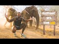 Private Tour Of An Indian Billionaires Elephant Sanctuary Vantara Emotional