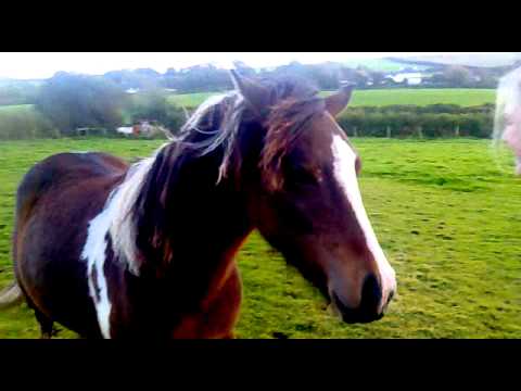 Mare protecting another mares foal