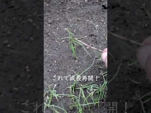 2024年の種まきをお見逃しなく