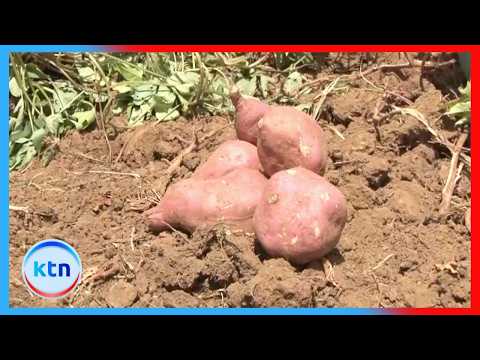 Orange-Fleshed Sweet Potatoes Transform Food Security and Household Incomes in Turkana
