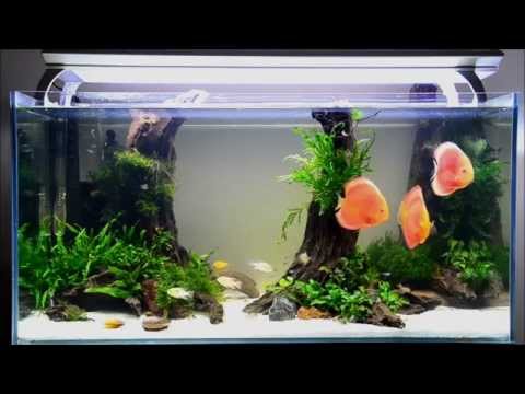 Discus fish tank. Planted tank discus