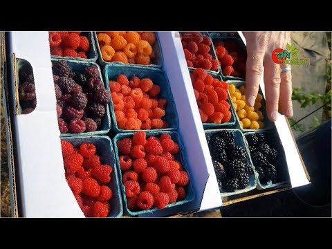 Raspberry -রাস্পবেরি : the small but powerful fruit