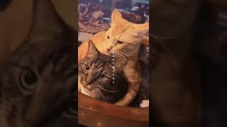 @ 猫😺は、自分がしたいことをしたい時にする。