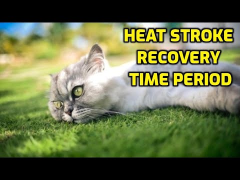 How Long Does It Take For A Cat To Recover From Heat Stroke?