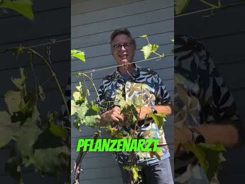 Mehltau beim Wein vermeiden - Tipps vom Pflanzenarzt