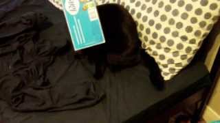 Cat vs Kleenex Box